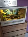 Terrarium gekon lamparci