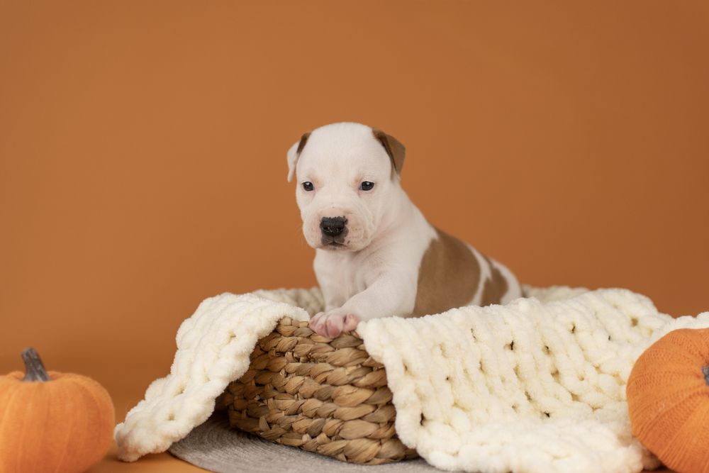 Шикарные мальчики породы Американский стаффордширский терьер