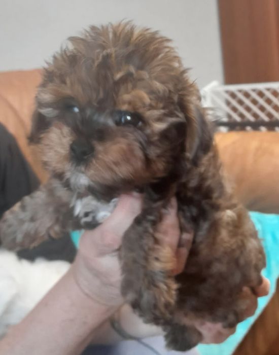 Piekny Yorkie-poo