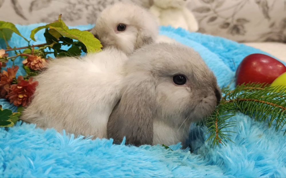 Малята, голландський кролик, міні