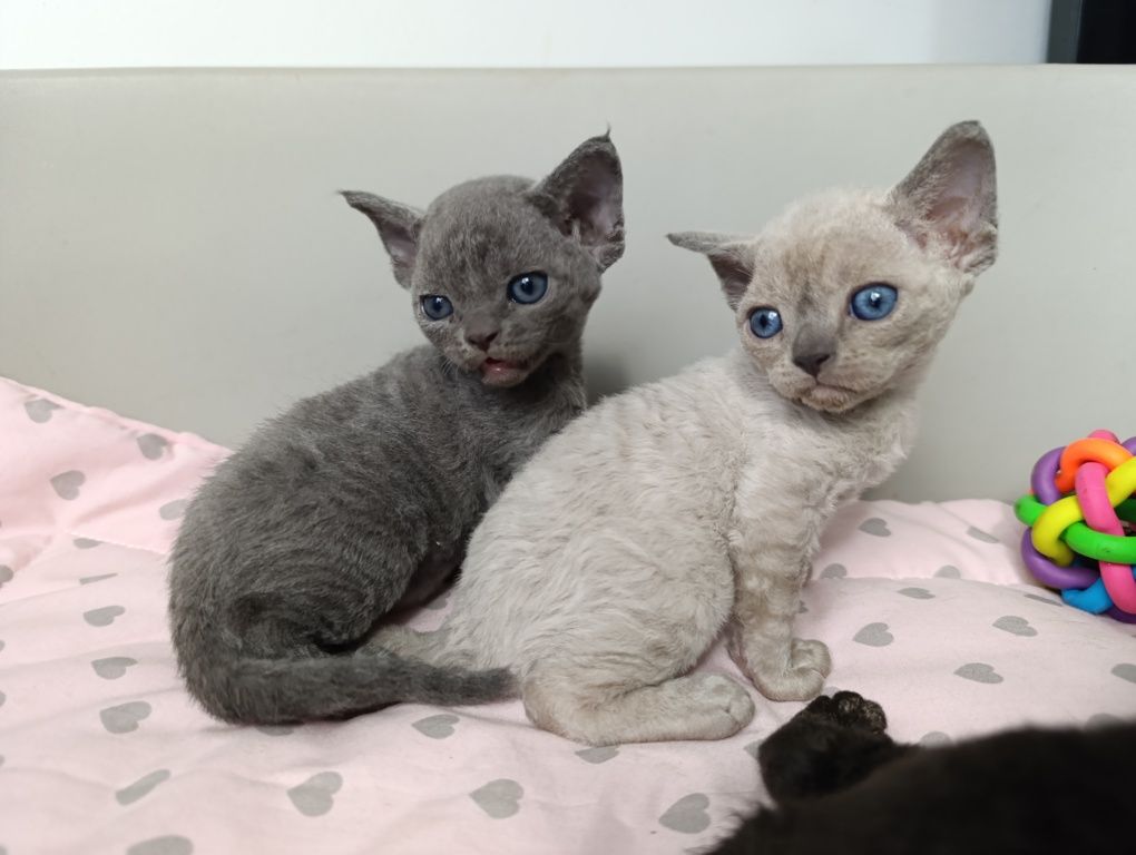 Kotka Devon rex point niebieski rodowód FPL