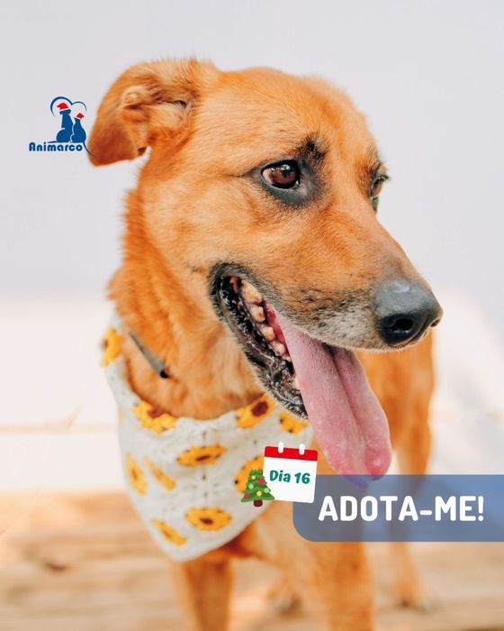 Chica - cadela porte medio grande