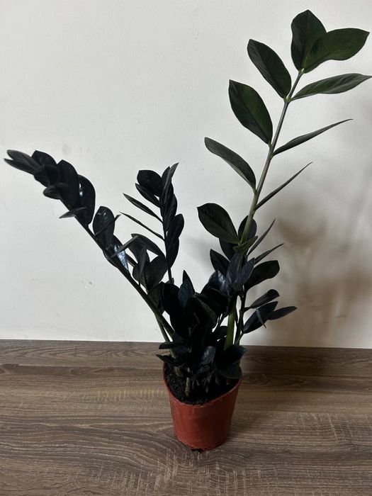 Фікус лірата драцена заміокулькас равен зензі сингоніум маранта