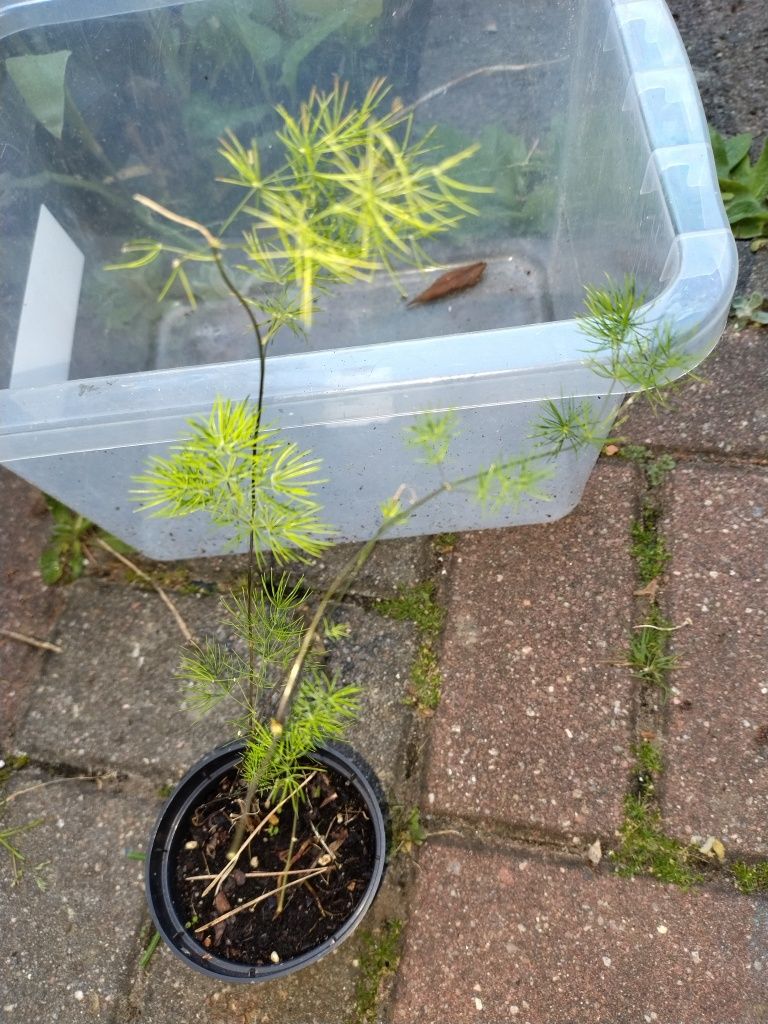 Roślinka doniczkowa asparagus