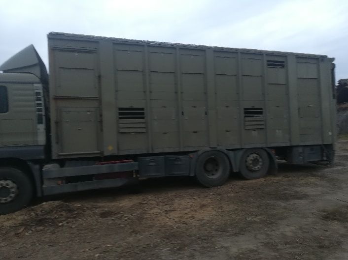 MAN TG360A do przewozu zwierząt