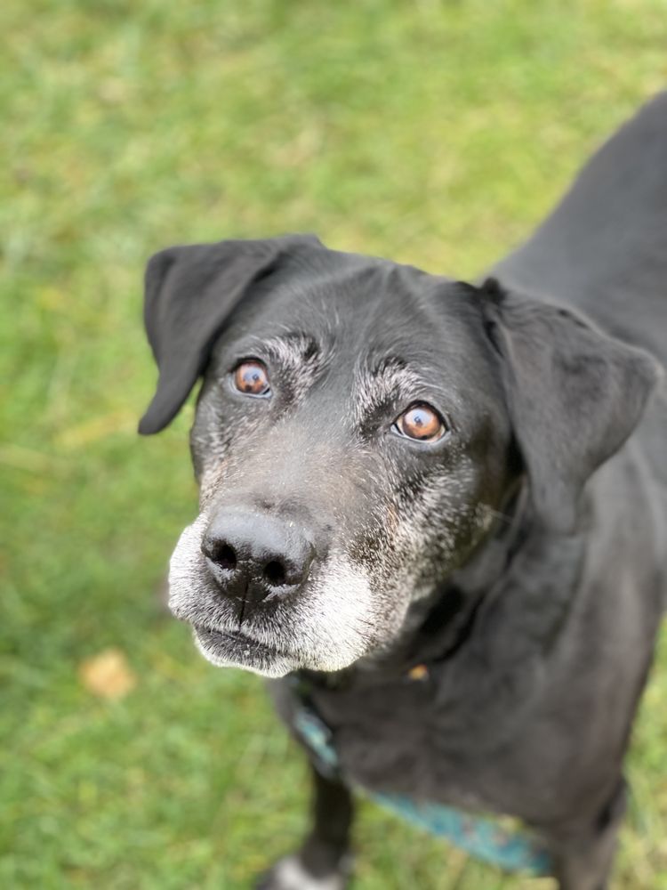 Ksena - sunia w typie labradora do adopcji
