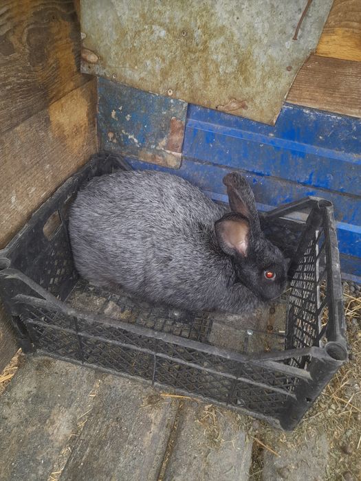 Продам кроликів різного віку