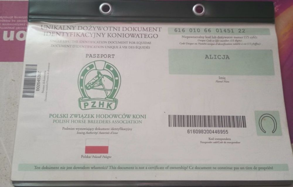 Klacz Zimnokrwista trzyletnia Koń Alicja Zaźrebiona