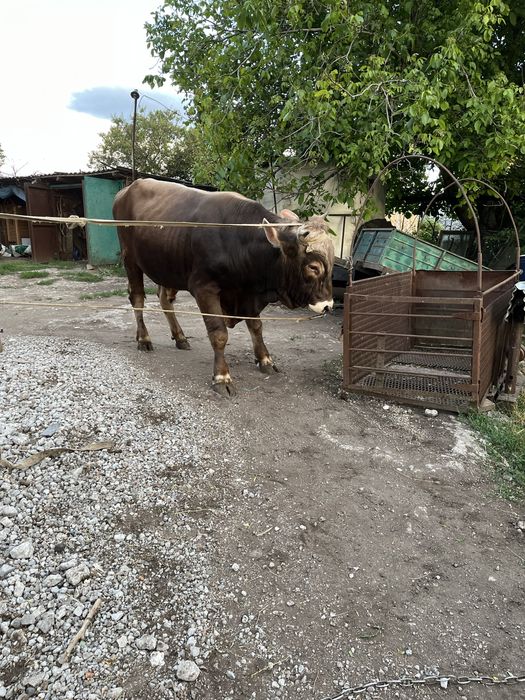 Продам бичка. Дніпропетровська область. Через ваги
