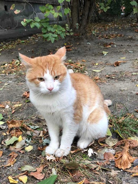 Зник кіт, винагорода за повернення