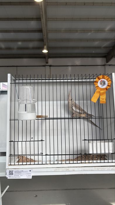 Caturras algumas aves de exposição