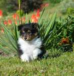 Owczarek Szetlandzki Sheltie piesek trikolor ZKwP/FCI