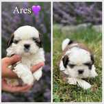 Sprzedam szczenię rasy Shih tzu