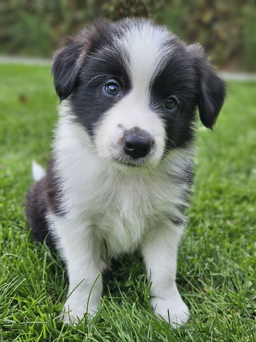 Szczenięta Border Collie ZKwP/FCI