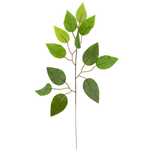 cv07555 liść fikusa gałązka ozdobna dekoracyjna ficus