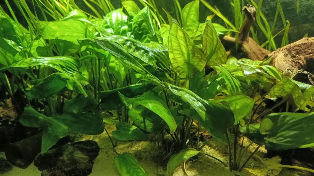 Kryptokoryna sercolistna
