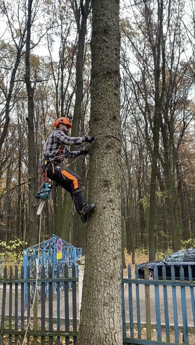 Видалення складних дерев, зрізати дерево, чистка ділянок, подрібнення