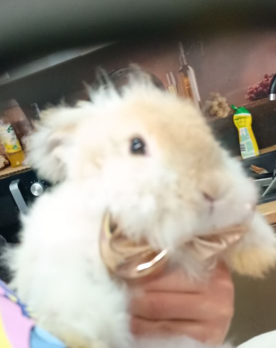 Sprzedam Angora York Króliczek