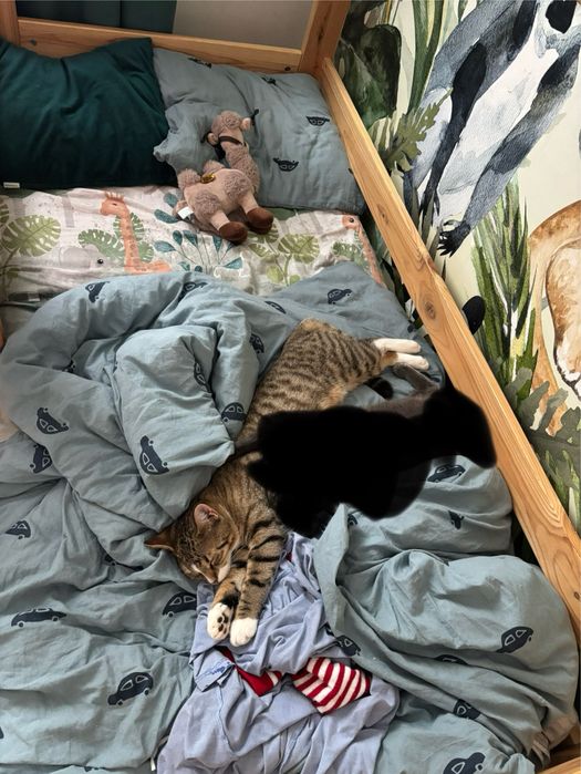 Oddam kota półroczna