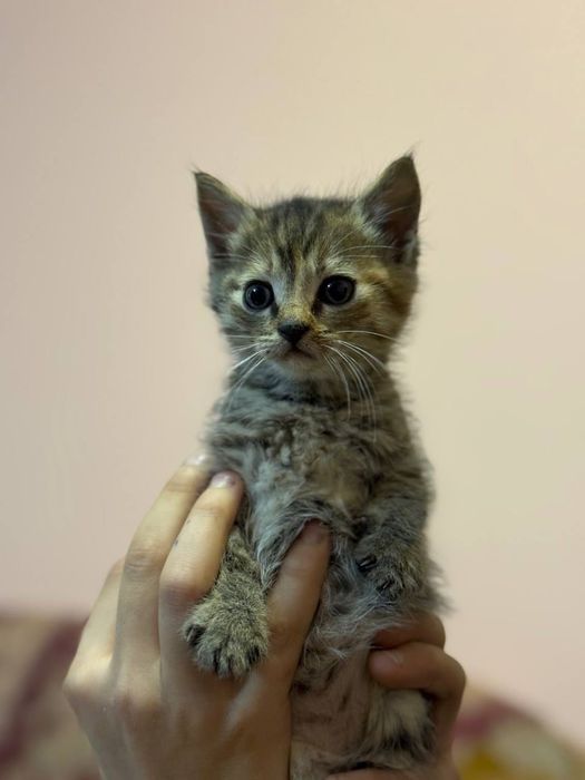 Котенята в добрі руки