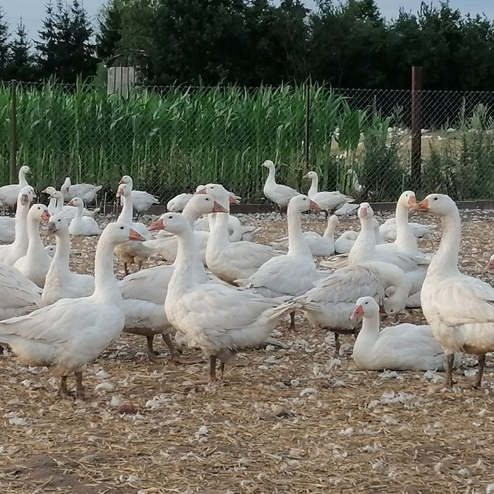 Gęsi z gospodarstwa krew okrasa smalec