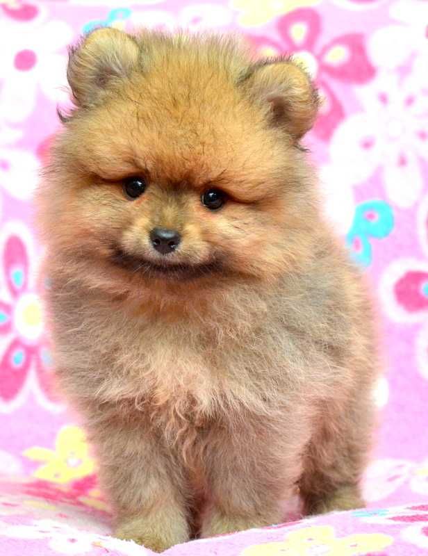 Szpic Miniaturowy Pomeranian Codi śliczny piesek ZKwP FCI rodowód