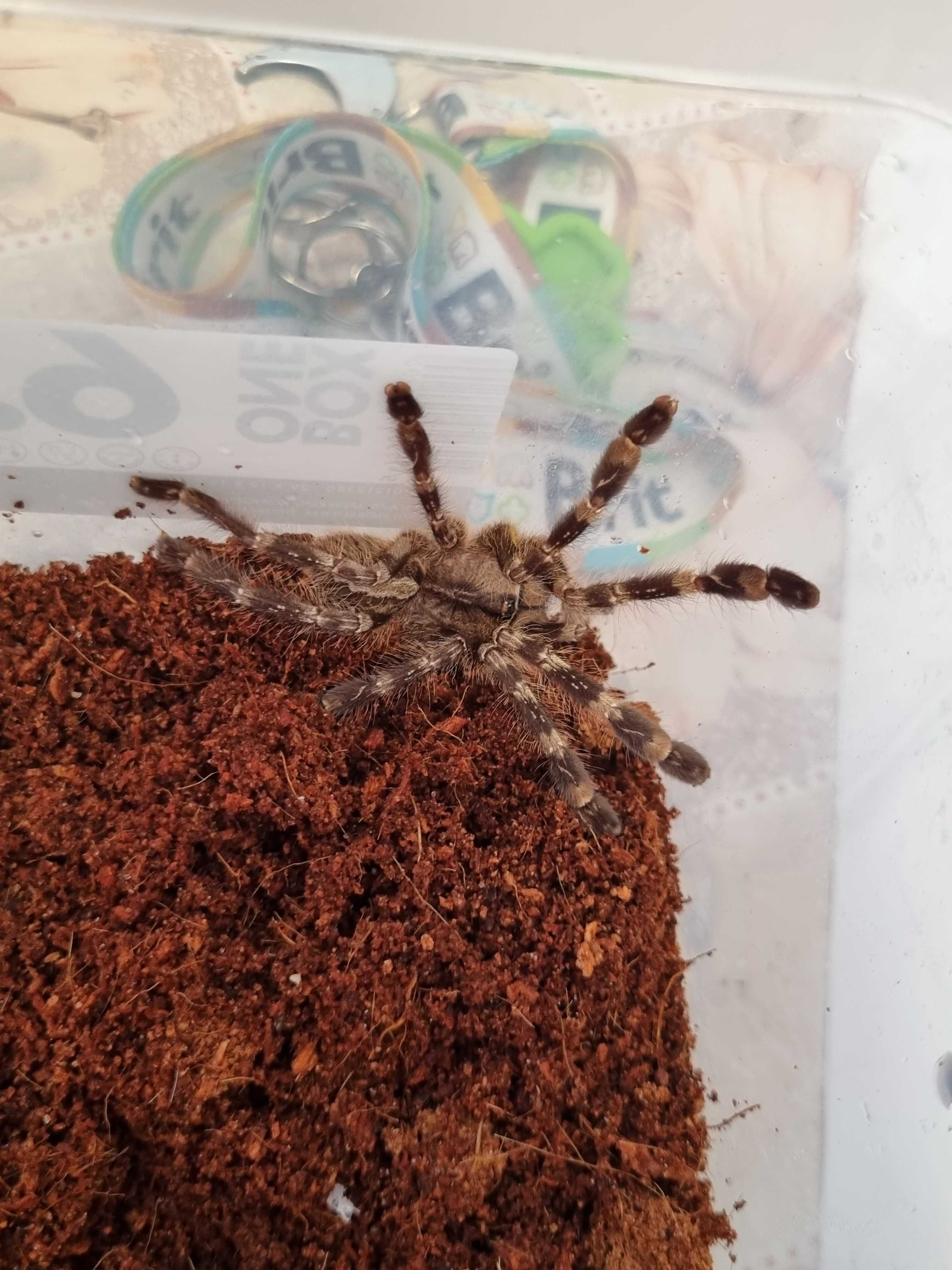 Ptasznik Poecilotheria regalis samica | pająk | Petmarket