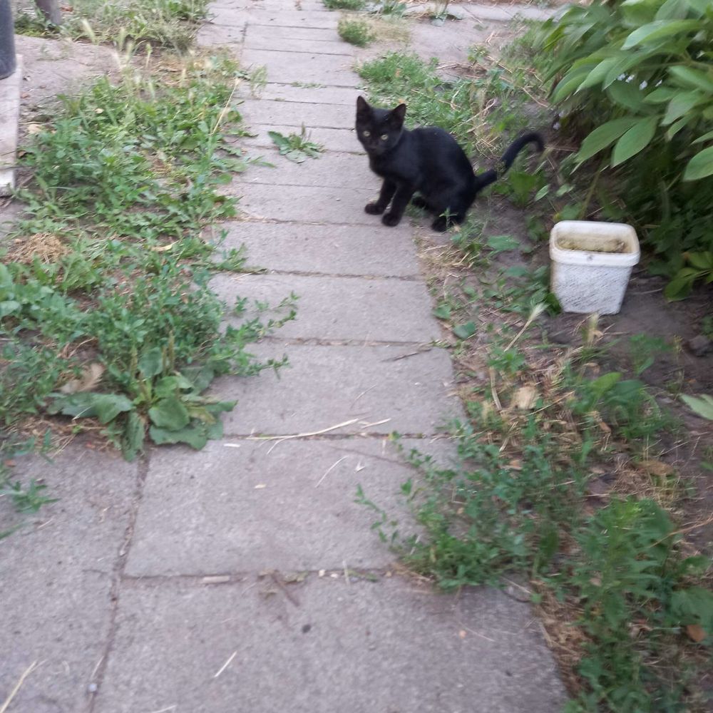 Бесплатно отдам котят