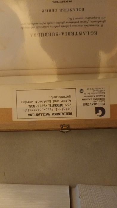 Komplet 4 obrazów z roślinami