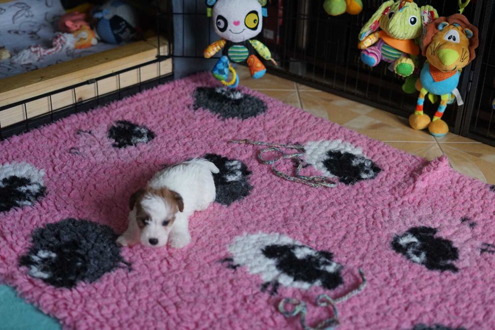 Jack Russell Terrier ZKwP piesek FCI