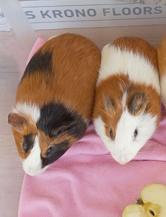 Świnki morskie, cavia domowa, młode samiczki i samczyki