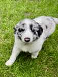 Szczeniaki Suczki Border Collie OSHPiK