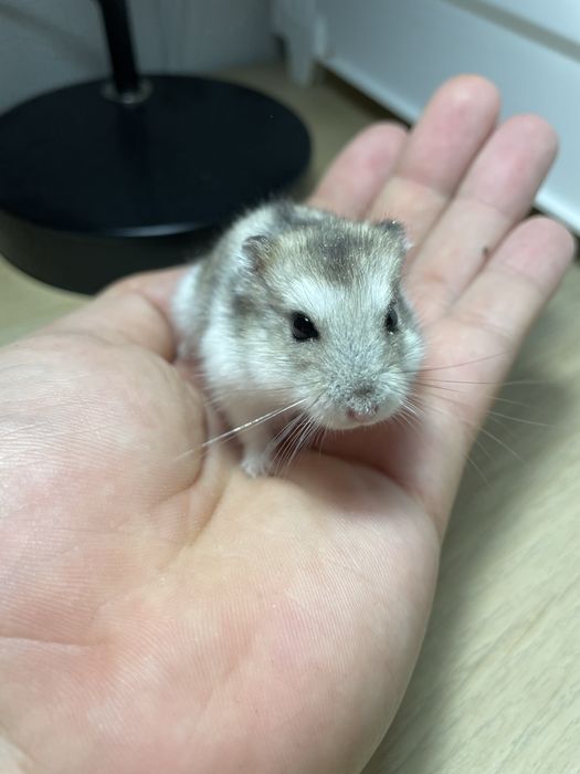 Chomik dżungarski samiczka