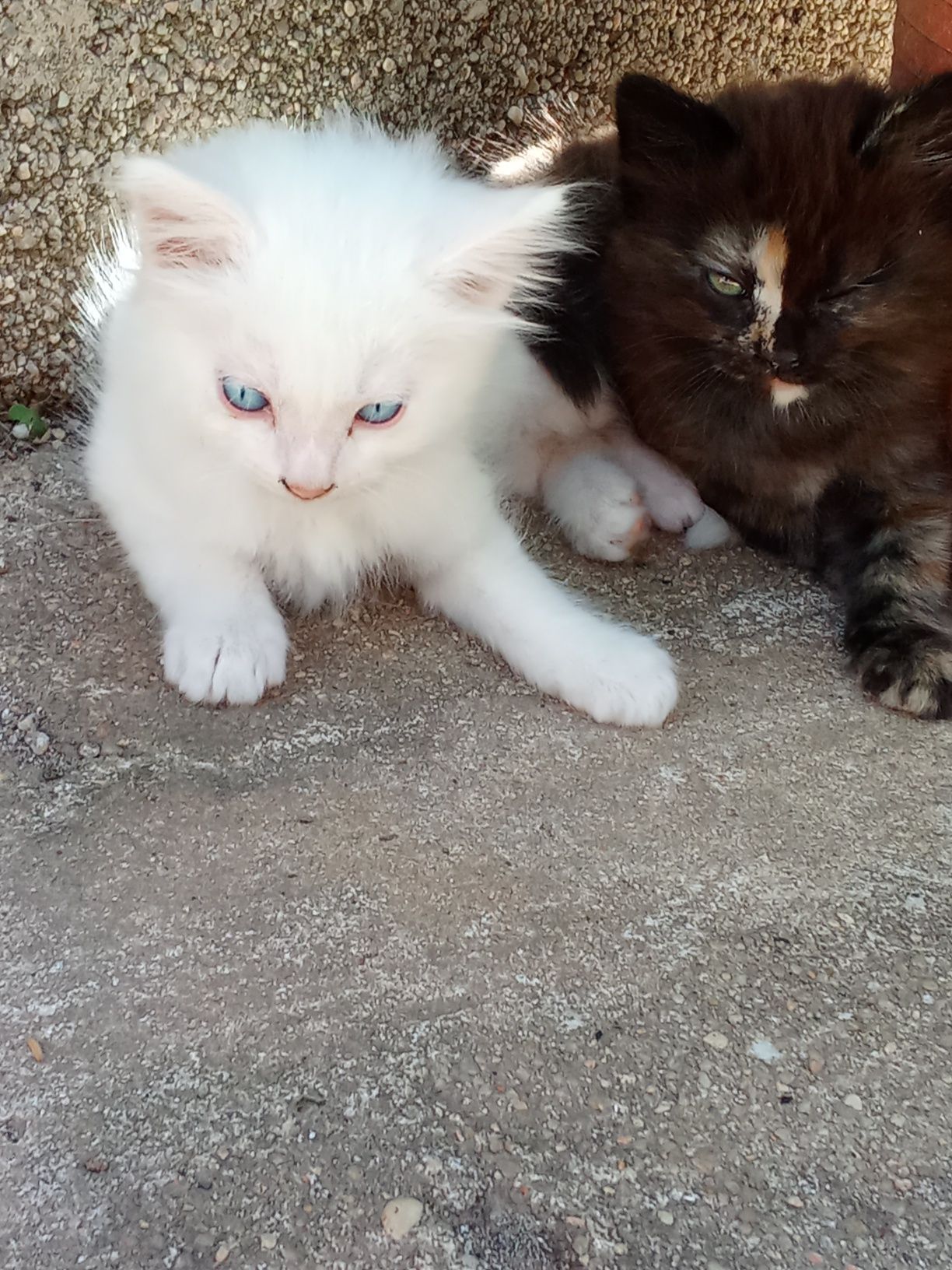 Gata persa meiguinha