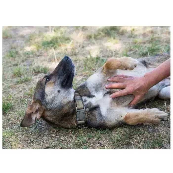 Молодая собака в поисках дома