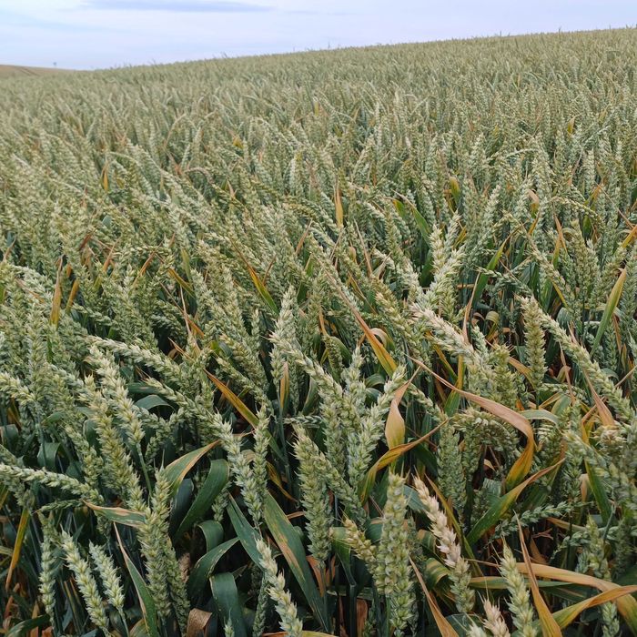 Sprzedam gospodarstwo rolne 299ha Sztum/Pietrzwałd