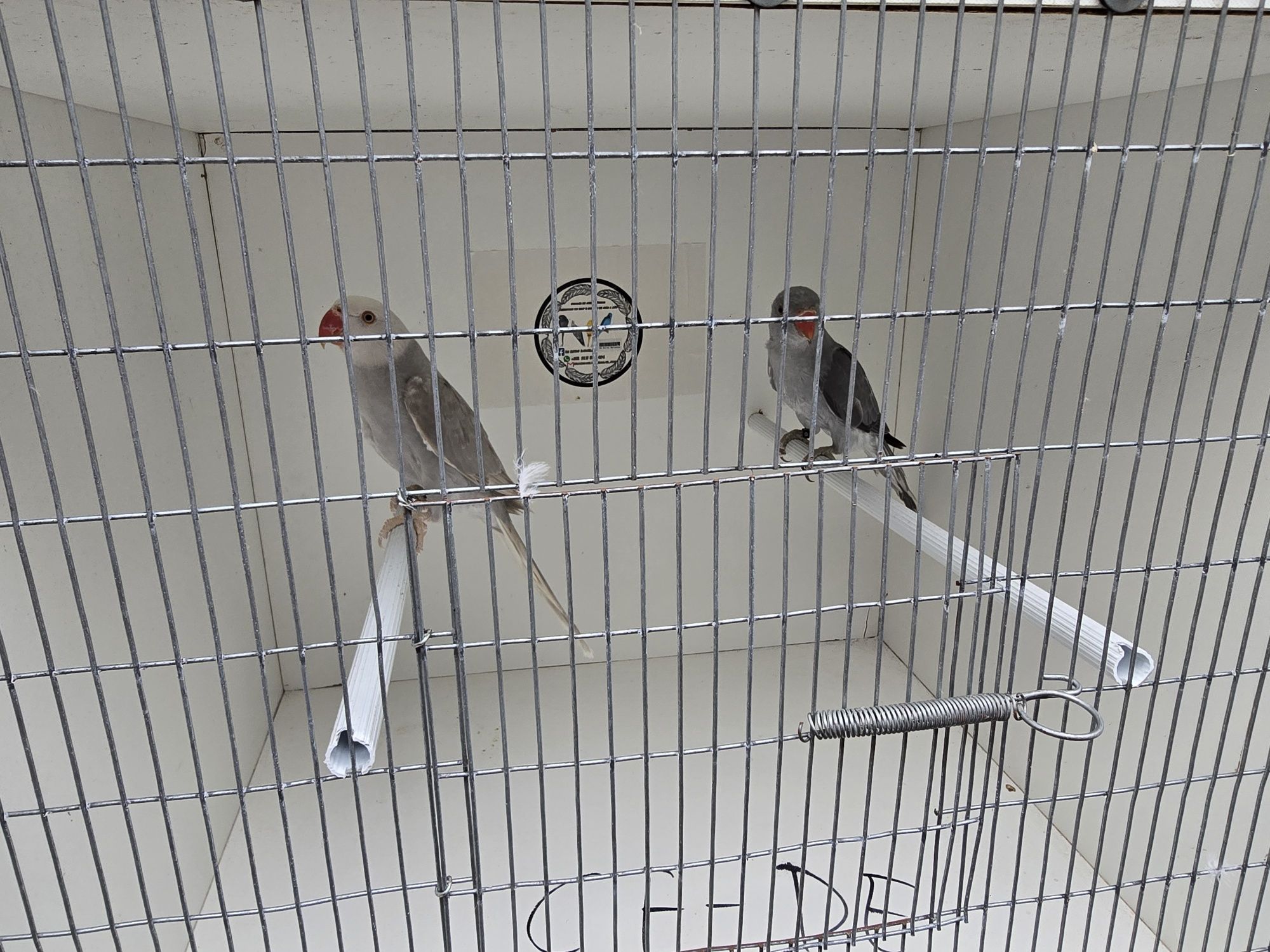 Vendo varias aves deste ano e um macho de 2024