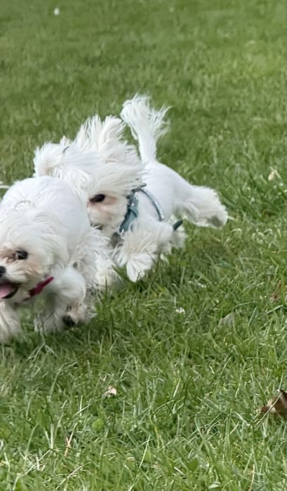 2 mikro maltanczyki Parka