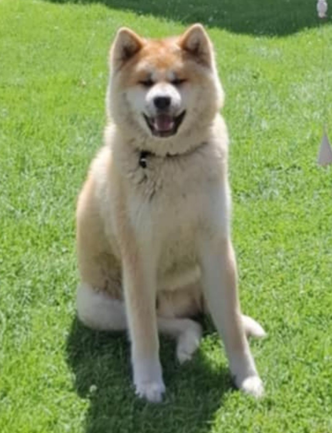 Akita Inu piesek ZkwP FCI