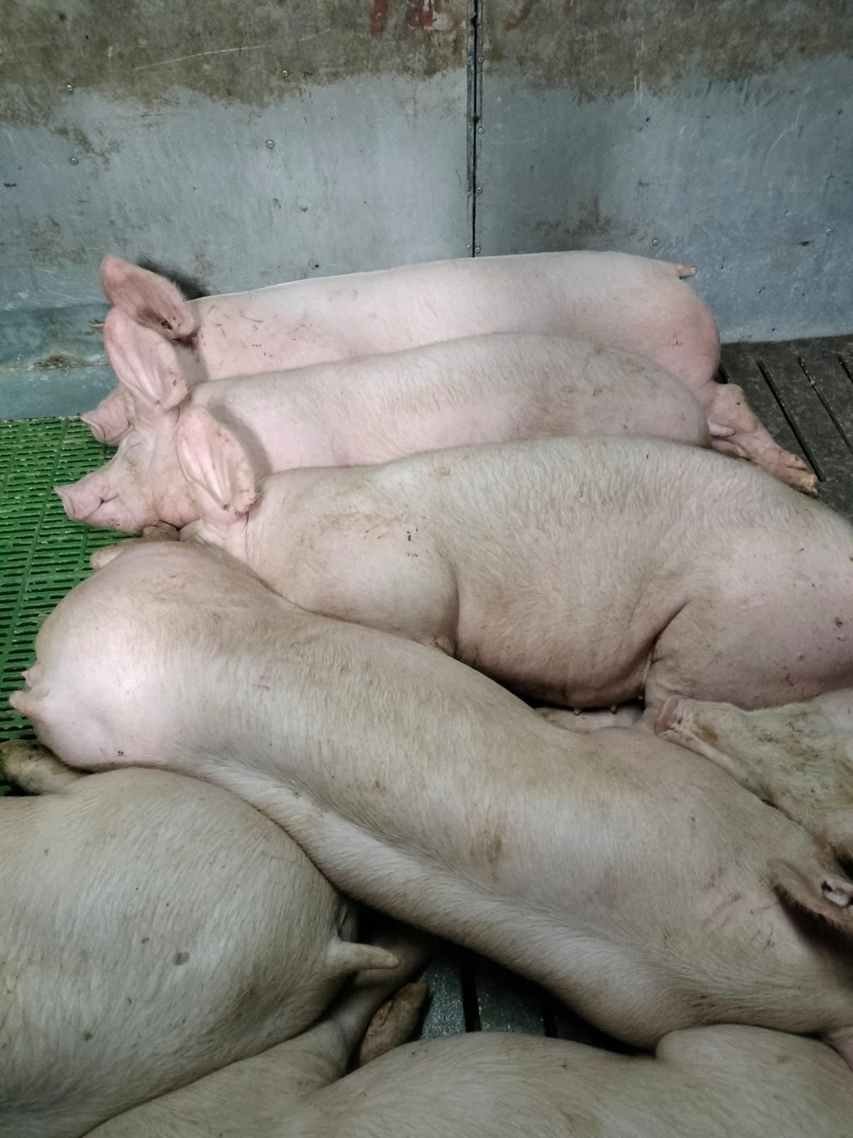 Porcos de 100 a 300 kg