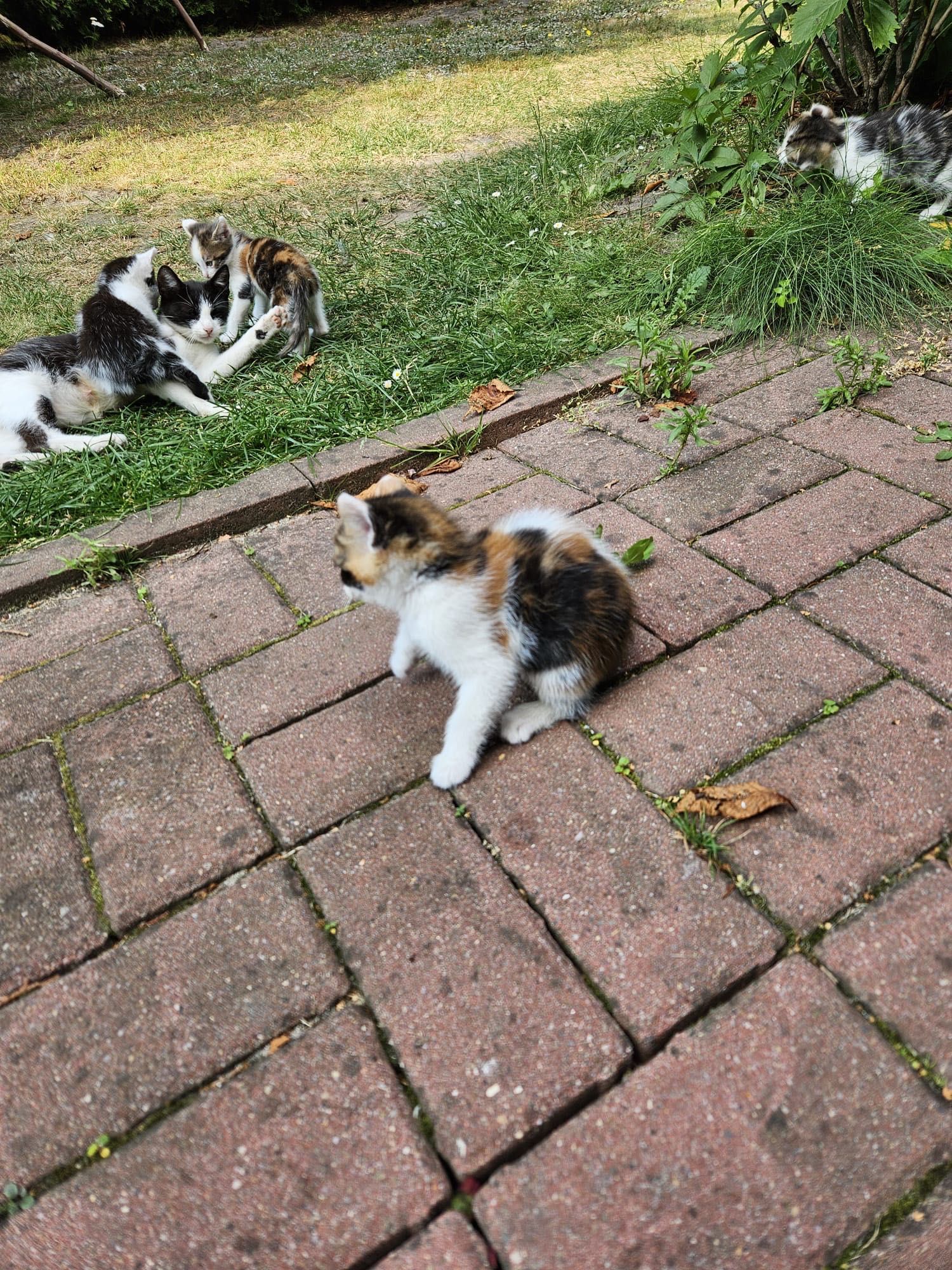 Oddam kotki za darmo