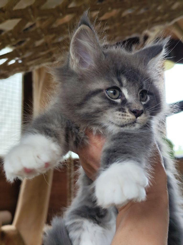 Maine Coon LIAM Ashantu*PL  piękny kocurek