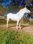 Cavalo masso pecheron