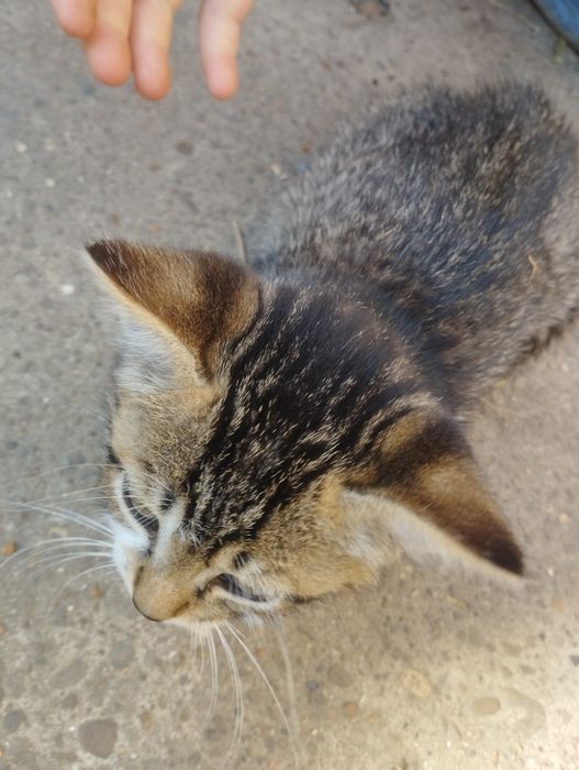 Продаю 2 місячну кицьку