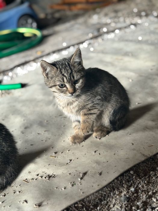 Котята Метис породи Бомбейських та Лі Хуа