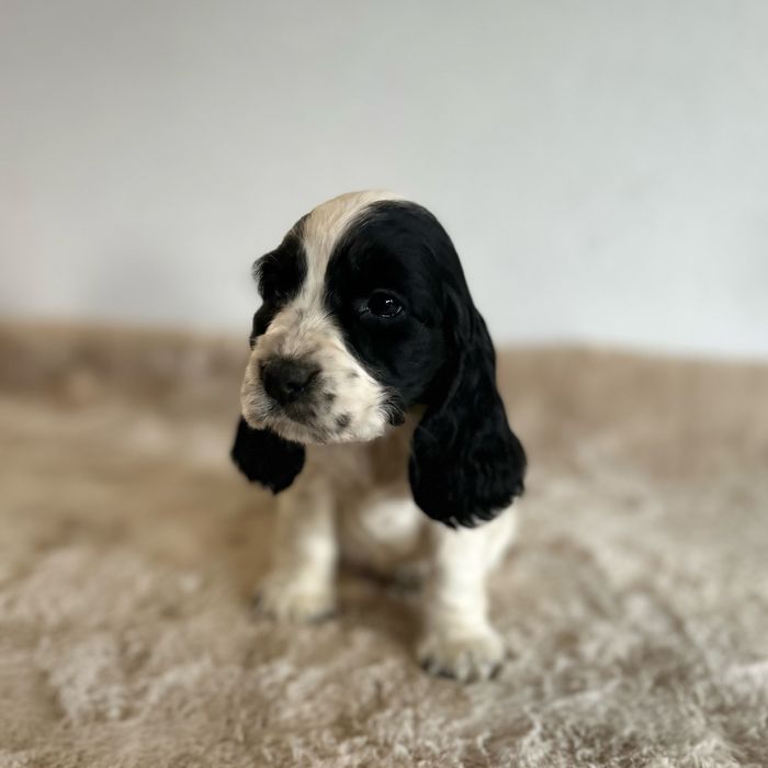 Cocker spaniel angielski
