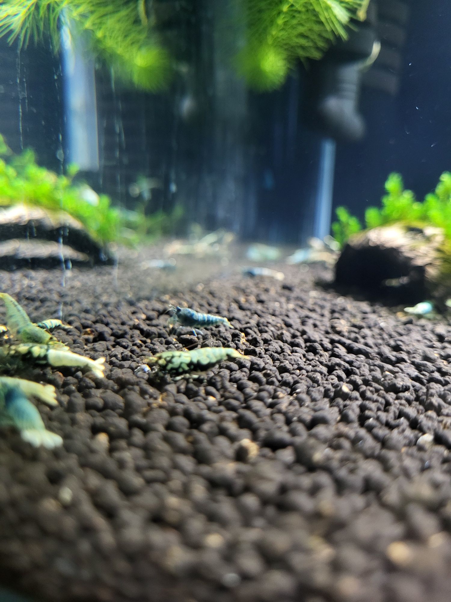 Krewetki caridina Mix po Krewetkach BOA