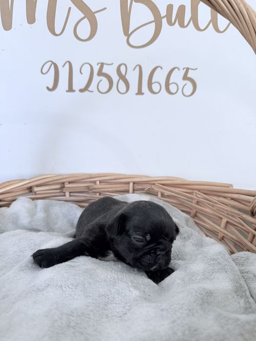 Buldogue Frances Menina