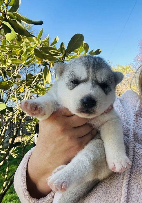 Suczka siberian husky  wybitna ZKwP FCI