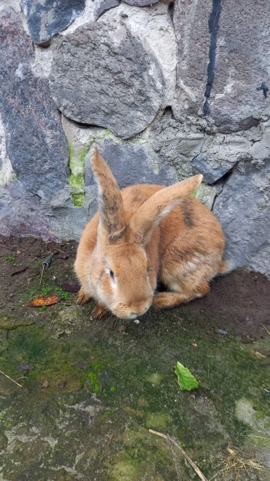 Sprzedam samca 4kg 8m-ce